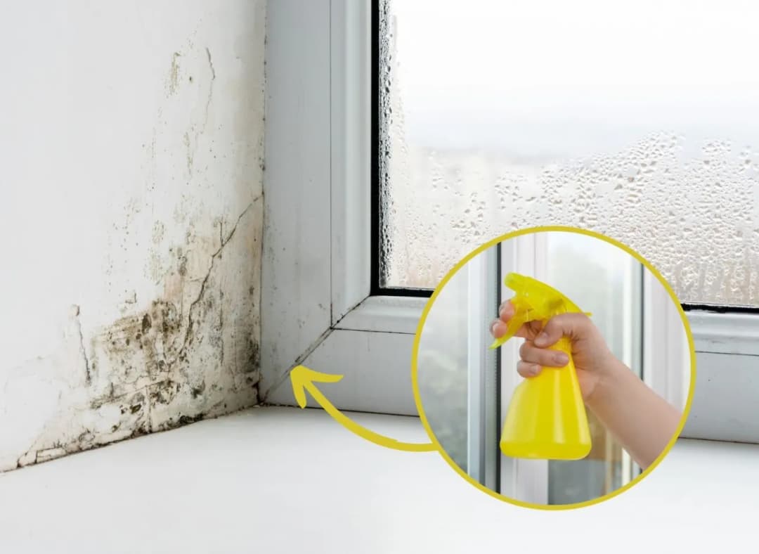 Skuteczne sposoby na pozbycie się grzyba z okien i zapobieganie mu
